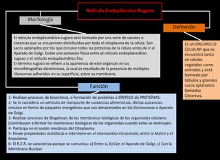 Morfología
El retículo endoplasmático rugoso está formado por una serie de canales o
cisternas que se encuentran distribuidos por todo el citoplasma de la célula. Son
sacos aplanados por los que circulan todas las proteínas de la célula antes de ir al
Aparato de Golgi. Existe una conexión física entre el retículo endoplasmático
rugoso y el retículo endoplasmático liso
El término rugoso se refiere a la apariencia de este orgánulo en las
microfotografías electrónicas, la cual es resultado de la presencia de múltiples
ribosomas adheridos en su superficie, sobre su membrana.
Retículo Endoplásmico Rugoso
1- Realizan procesos de biosíntesis, o formación de proteínas o SÍNTESIS de PROTEÍNAS.
2- Se lo considera un vehículo de transporte de sustancias alimenticias, dichas sustancias
circulan en forma de paquetes energéticos que son almacenados en los Dictiosomas o Aparato
de Golgi.
3- Realizar procesos de Biogénesis de las membranas biológicas de los organoides celulares
(contribuyen a formar las membranas biológicas de los organoides cuando éstas se destruyen.
4- Participa en el sostén mecánico del Citoplasma.
5- Posee propiedades osmóticas e interviene en el intercambio intracelular, entre la Matríz y el
Enquilema.
6- El R.E.R. se caracteriza porque se comunica: a) Entre sí, b) Con el Aparato de Golgi, c) Con la
Membrana Nuclear.
Definición
Función
Es un ORGANELO
CELULAR que se
encuentra tanto
en células
vegetales como
animales y está
formado por
túbulos y grandes
sacos aplanados
llamados
Cisternas.
 