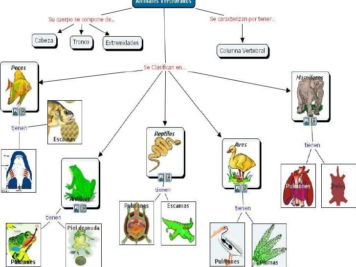 Mapa conceptual de los Vertebrados e Invertebrados