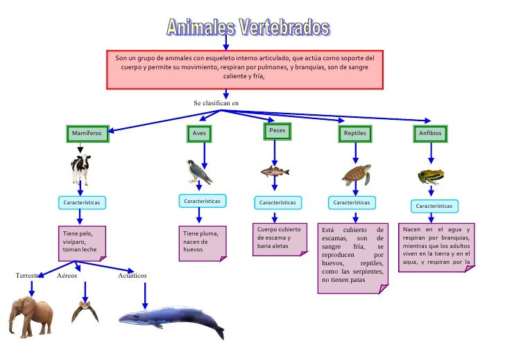 MAPA CONCEPTUAL LOS ANIMALES VERTEBRADOS | UNA SONRISA