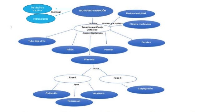 Mapa Conceptual Toxicologia Primeros