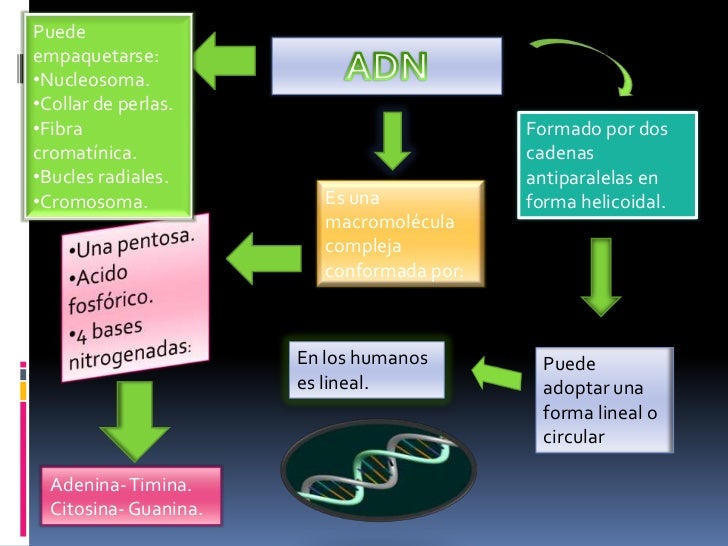 Mapa conceptual de kevin couturier flores biologia molecular