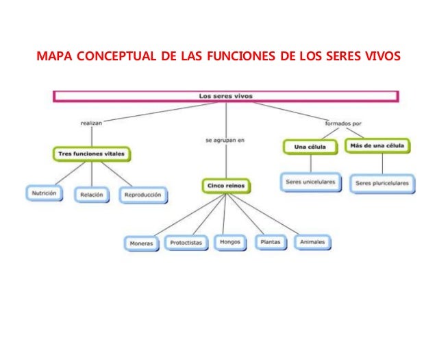 Finito Además combinar mapa conceptual de las funciones vitales de los