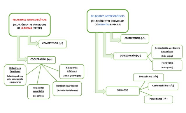 MAPA CONCEPTUAL DE LAS RELACIONES ENTRE LOS SERES VIVOS