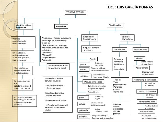Mapa conceptual del tejido epitelial
