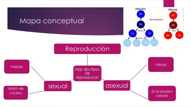 Mapa conceptual de reproducción