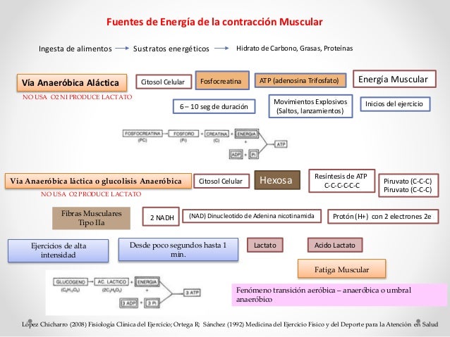 Mapa conceptual sobre adaptaciones musculoesqueleticas