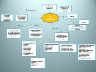 Mapa conceptual la percepcion y bases fisiologicas jmg
