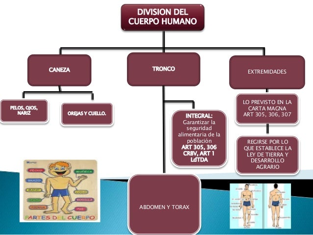 Mapa conceptual sobre la division del cuerpo humano , piel 