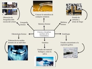 Ciencias y disciplinas
auxiliares de la
Criminalística
Grafología
Estudio concerniente a la
expresión grafica
Genética
Estudio del material
biológico, como la
saliva
Odontología forense
Elaboración de moldes
dentales de un individuo
Química forense
Conocer la naturaleza de
cualquier sustancia
Fotografía
forense
Obtención de
fotografías dela
escena del crimen Balística
forense
Estudio de
cartucho y
armas de fuego
 