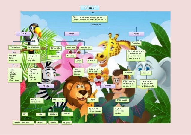 Mapa conceptual reinos