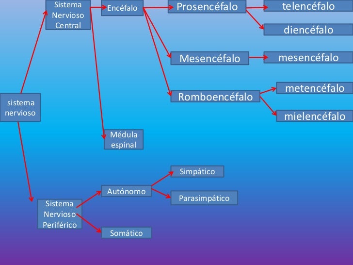 Mapa conceptual sistema nervioso