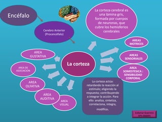 Encéfalo
Cerebro Anterior
(Procencéfalo)
La corteza
La corteza cerebral es
una lámina gris,
formada por cuerpos
de neuronas, que
cubre los hemisferios
cerebrales
AREAS
MOTRICES
AREAS
SENSORIALES
AREA
SOMESTESICA :
SENSIBILIDAD
CORPORAL
AREA
VISUAL
AREA
AUDITIVA
AREA
OLFATIVA
AREA
GUSTATIVA
AREA DE
ASOCIACION
La corteza actúa:
retardando la reacción al
estímulo; eligiendo la
respuesta; contribuyendo
a integrar la acción. Para
ello: analiza, sintetiza,
correlaciona, integra,
modifica.
Zullymar Guerrero
HPS-00069V
 