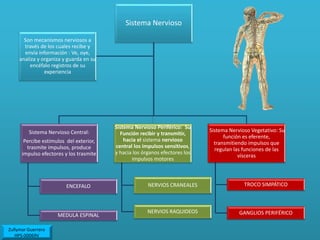 Sistema Nervioso
Sistema Nervioso Central:
Percibe estímulos del exterior,
trasmite impulsos, produce
impulso efectores y los trasmite
ENCEFALO
MEDULA ESPINAL
Sistema Nervioso Periférico: Su
Función recibir y transmitir,
hacia el sistema nervioso
central los impulsos sensitivos,
y hacia los órganos efectores los
impulsos motores
NERVIOS CRANEALES
NERVIOS RAQUIDEOS
Sistema Nervioso Vegetativo: Su
función es eferente,
transmitiendo impulsos que
regulan las funciones de las
vísceras
TROCO SIMPÁTICO
GANGLIOS PERIFÉRICO
Son mecanismos nerviosos a
través de los cuales recibe y
envía información : Ve, oye,
analiza y organiza y guarda en su
encéfalo registros de su
experiencia
Zullymar Guerrero
HPS-00069V
 
