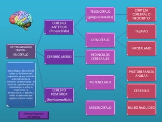 SISTEMA NERVIOSO
CENTRAL:
ENCEFALO
CEREBRO
ANTERIOR
(Proencéfalo)
TELENCEFALO
(ganglios basales)
CORTEZA
CEREBRAL O
NEOCORTEX
DIENCEFALO
TALAMO
HIPOTALAMO
CEREBRO MEDIO
PEDINCULOS
CEREBRALES
CEREBRO
POSTERIOR
(Romboencéfalo)
METENCEFALO
PROTUBERANCIA
ANULAR
CEREBELO
MIELENCEFALO BULBO RAQUIDEO
El Encéfalo es el centro de
todas las funciones del
organismo ya que controla
el pensamiento, la
memoria las emociones , el
tacto, la capacidad para le
movimiento, la vista, la
respiración, la
temperatura , el apetito y
todos los procesos que
regulan nuestro cuerpo
Zullymar Guerrero
HPS-00069V
 