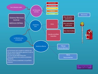Sistema Nervioso
Central :
MEDULA ESPINAL
31 Pares de
nervios
8 Cervicales
12 Torácicos
5 Lumbares
5 Sacros
1 Coxígeo
Sustancia
Gris
Astas
Dos dorsales o
posteriores
Neuronas
Dos ventrales o
anteriores
Dos intermedias
Liquido encéfalo
raquídeo
Sustancia Blanca Fibras
Ascendentes
fibras
Descendentes
Las funciones que cumple la médula son:
• Es un centro asociativo, gracias al cual se
realizan actos reflejos.
• Es una vía de doble dirección:
* De la periferia a los centros cerebrales
(sensitiva).
* De los centros cerebrales a la periferia
(motora).
De la Medula salen
La Medula esta
compuesta
Zullymar Guerrero
HPS-00069V
 