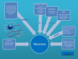 Neurona
NEUROGLIA
Suministrar a las
neuronas sustancias
químicas vitales.
NERVIOS son conjunto
de Axones y los nervios
sensoriales son un
conjunto de dendritas
funcionales
Es la unidad funcional
del sistema nervioso
pues sirve de eslabón
comunicante entre
receptores y efectores,
a través de fibras
nerviosas.
Cuerpo o Soma
compuesto
fundamentalmente
por núcleo,
citoplasma y
nucléolo.
Dendritas
terminaciones
nerviosas.
Axón
suele tener múltiples
terminaciones
llamadas “botones
terminales”
La Relación existente
entre el axón de una
neurona y las
dendritas de otra se
llama “sinapsis”.
Zullymar Guerrero
HPS-00069V
 