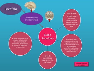Bulbo
Raquídeo
UBICACIÓN
se halla en el
extremo
superior de la
médula y como
prolongación de
ella
Es el centro más
importante de la vida
vegetativa pues en él
se encuentran situadas
las conexiones
centrales relacionadas
con la respiración y el
ritmo cardíaco,
Sirve de
conexión de
algunos nervios
craneales.
El bulbo interviene en los
reflejos: del vómito, la
tos, la salivación, la
respiración, el estornudo,
la succión, la deglución, y
el vasomotor.
Encéfalo
Cerebro Posterior
(Romboencéfalo)
Zullymar Guerrero
HPS-00069V
 