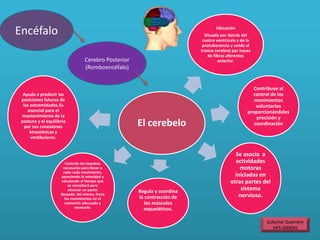 Encéfalo
Cerebro Posterior
(Romboencéfalo)
El cerebelo
Ubicación
Situada por detrás del
cuatro ventrículo y de la
protuberancia y unido al
tronco cerebral por haces
de fibras aferentes
anterior.
Contribuye al
control de los
movimientos
voluntarios
proporcionándoles
precisión y
coordinación
Se asocia a
actividades
motoras
iniciadas en
otras partes del
sistema
nervioso.
Regula y coordina
la contracción de
los músculos
esqueléticos.
Controla los impulsos
necesarios para llevar a
cabo cada movimiento,
apreciando la velocidad y
calculando el tiempo que
se necesitará para
alcanzar un punto
deseado. Así mismo, frena
los movimientos en el
momento adecuado y
necesario.
Ayuda a predecir las
posiciones futuras de
las extremidades.Es
esencial para el
mantenimiento de la
postura y el equilibrio
por sus conexiones
kinestésicas y
vestibulares.
Zullymar Guerrero
HPS-00069V
 