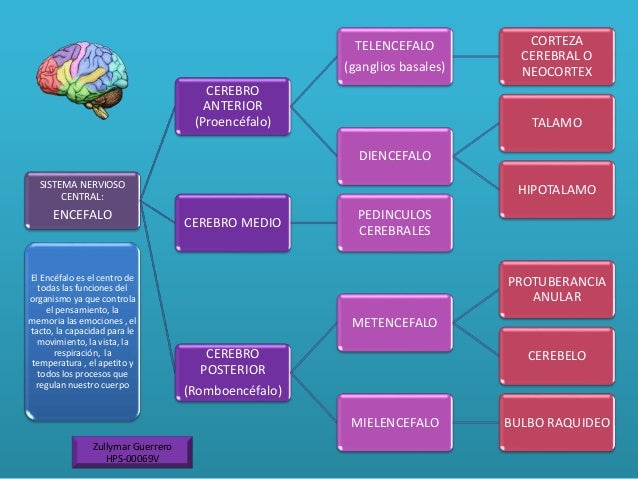 Mapa conceptual sistema nervioso