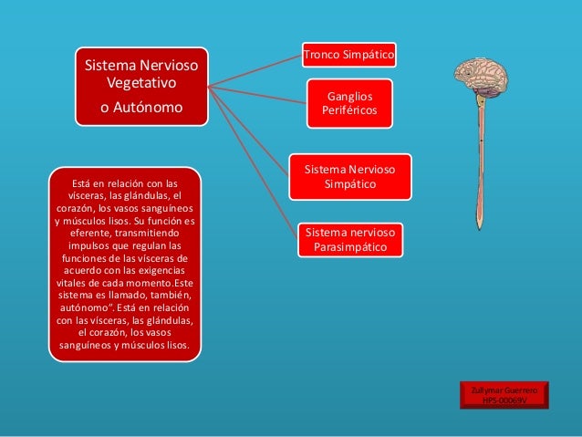 Mapa conceptual sistema nervioso