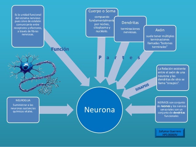 Mapa conceptual sistema nervioso