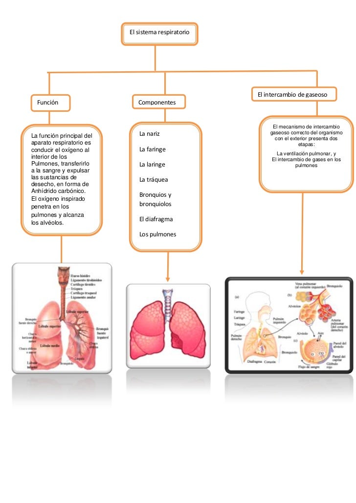 Mapa conceptual (sistema respiratorio)