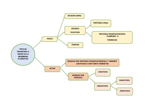 Mapa conceptual "Transporte a través de la membrana
