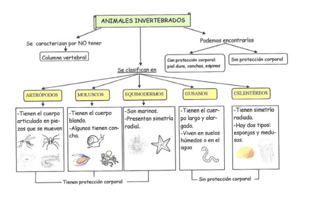 Mapa conceptual vertebrados e invertebrados