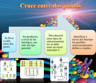 Se lleva
a cabo
entre dos
genes.
los productos,
a nivel de los
fenotipos, son
sólo del tipo
parental.
Para detectar
estos tipos de
entrecruzamien
tos se debe
tener un tercer
marcador C.
identificar a
través del fenotipo
los posibles
entrecruzamientos
dobles o simples