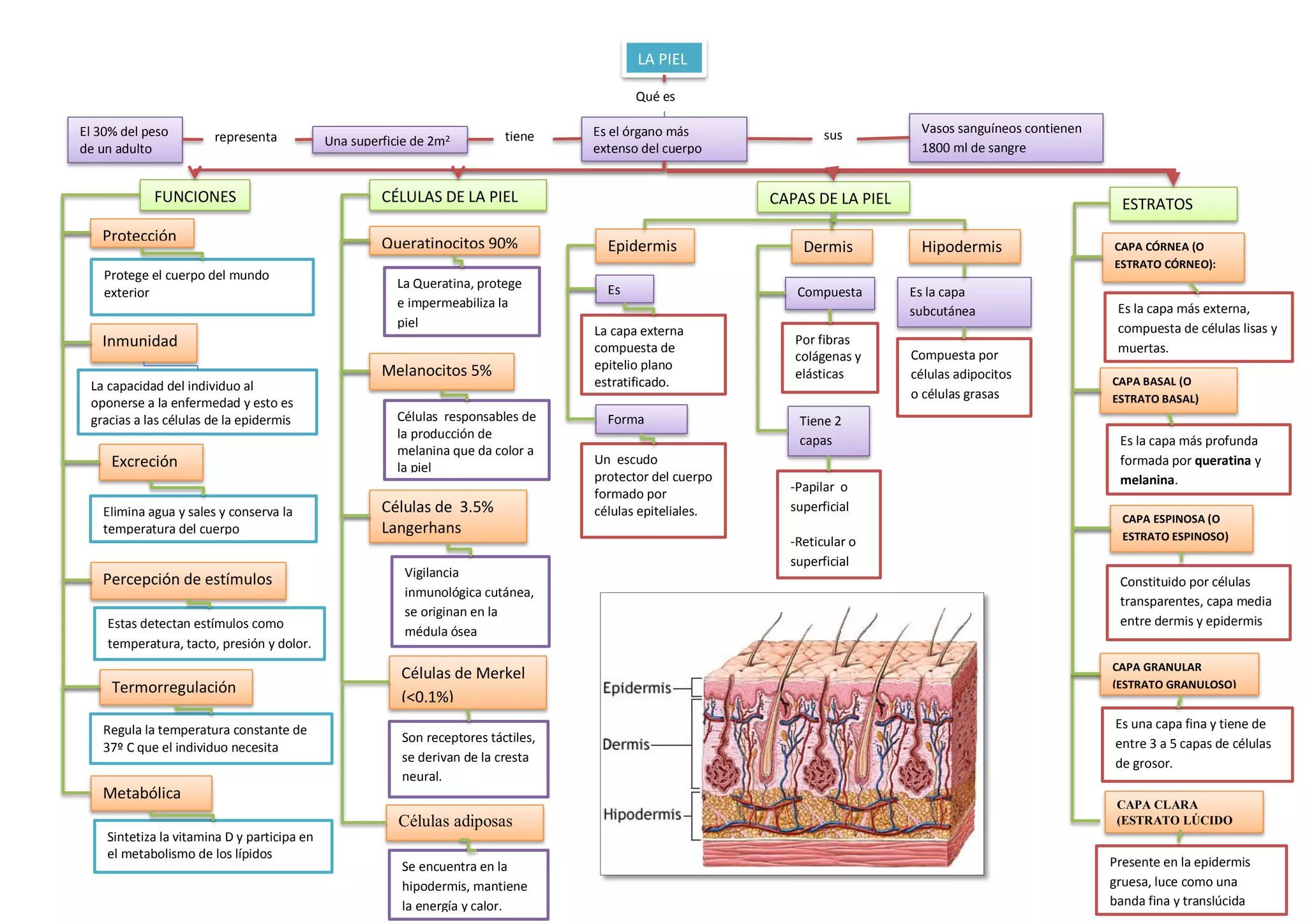 Diagrama De La Piel Del Cuerpo Humano Esquema Del Cuerpo Humano En