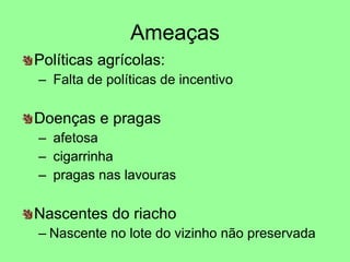 Ameaças Políticas agrícolas: Falta de políticas de incentivo Doenças e pragas afetosa cigarrinha pragas nas lavouras Nascentes do riacho Nascente no lote do vizinho não preservada 