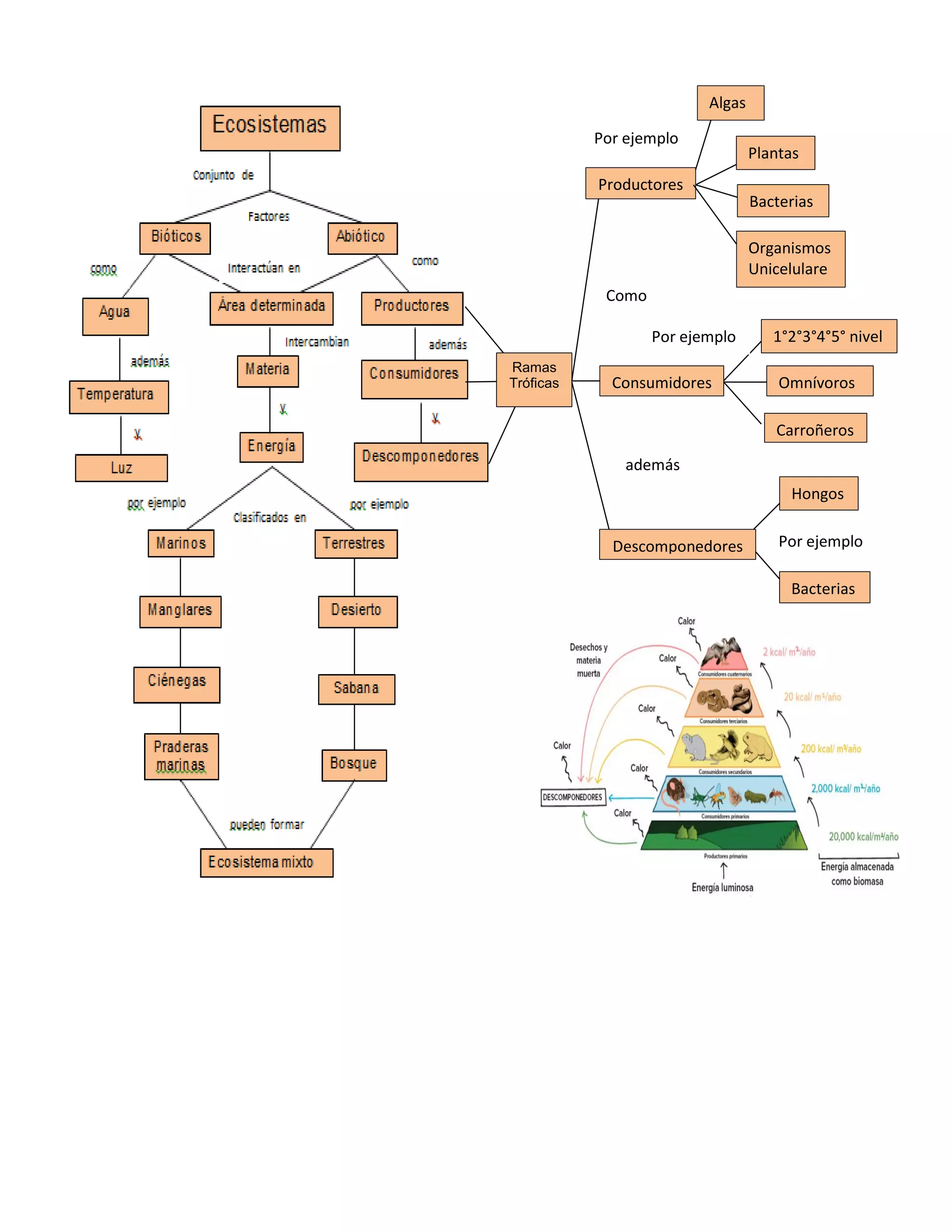 Mapa conceptual de ecosistemas (equipo) | PDF