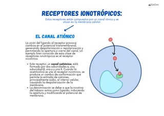 🧠 Mapa Maestro de Farmacología (250 Esquemas Visuales).pdf