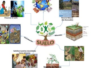 Preservar el suelo Recurso Natural
(No Renovable)
Satisface nuestras necesidades
Como alimento
Soporte de Plantas