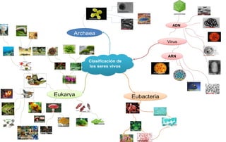 ADN

Archaea
Virus

ARN

Clasificación de
los seres vivos

Eukarya

Eubacteria

 