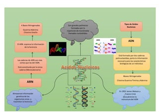 Son grandes polímeros
formados por la
repeticiónde monómeros
llamados nucleótidos.
Almacenaninformación
genética de los
organismos vivos y
trasmiten la herencia
En 1953 James Watson y
_Francis Crick
descubrieron la
estructura del ADN
Tipos de Ácidos
Nucleicos
ADN
Está formado por dos cadenas
polinucleotidas,porta la información
necesaria para las características
biológicas de un individuo.
4bases Nitrogenadas
Citosina Guanina Timina y Adenina
ARN
Las cadenas de ARN son más
cortas que las del ADN.
Está constituido por la única
cadena (Monocatenario)
El ARN expresa la información
de la herencia
4 Bases Nitrogenadas
Guanina Adenina
Citosina Uracilo
 