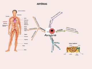 ARTÉRIAS

Artérias

 
