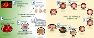Mapa mental de etapas del desarrollo embrionario