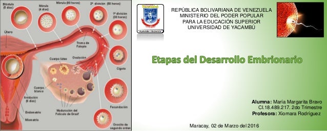 Mapa mental de etapas del desarrollo embrionario