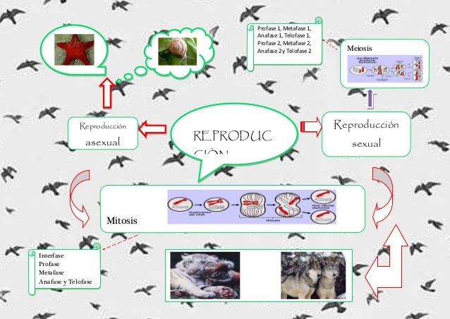 Mapa mental definitivo