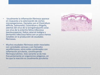 • Usualmente la inflamación fibrinosa aparece 
en respuesta a la colonización de ciertos 
microorganismos. Ejemplos son el Clostridium 
difficile, Salmonella, Clostridium y Shigella, 
además del virus de la laringotraqueítis aviar. 
Los virus de la enteritis felina infecciosa 
(panleucopenia), fiebre catarral maligna y 
peritonitis infecciosa felina son un poco menos 
notables en la producción de exudados 
fibrinosos. 
• Muchos exudados fibrinosos están mezclados 
con variedades serosas y son llamados 
serofibrinosos; otros están combinados con 
inflamación purulenta, constituyendo 
fibrinopurulentos. Esta variante se da más 
frecuentemente en organismos piógenos, en 
los que la reacción es usualmente purulenta 
 