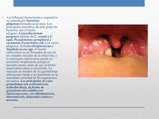 • La inflamación purulenta o supurativa 
es causada por bacterias 
piógenas(formadoras de pus). Los 
principales miembros de este grupo de 
bacterias son el bacilo 
piógeno, Corynebacterium 
pyogenes además de C. renale y C. 
equi, Pseudomonas aeruginosa y 
raramente Escherichia coli. Los cocos 
piógenos, incluidosStreptococcus y 
Staphylococcus spp. El bacilo 
tuberculoso es un formador de pus en 
los estadíos iniciales de la infección, y 
la meningitis tuberculosa puede ser 
purulenta simplemente porque el 
paciente muere antes de que la lesión 
usual tuberculosa se desarrolle. La 
reacción en muchos de los granulomas 
infecciosos tiende a ser purulenta en la 
inmediata vecindad de los organismos 
invasores. Los principales de estos 
granulomas son actinomicosis, 
actinobacilosis, la forma de 
granuloma del estafilococo 
(botryomycosis), coccidiodomicosis, 
blastomicosis, tularemia crónica y 
muermo. 
 