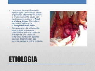 • Las causas de una inflamación 
hemorrágica son variadas, desde 
organismos altamente virulentos 
al envenenamiento agudo con 
ciertos químicos como el fenol, 
arsénico y fósforo. El exudado 
exudado coagulado de 
la laringotraqueítis aviar . 
• Consecuencias. La inflamación 
hemorrágica se presenta 
rápidamente y ocurre como un 
presagio de una fatalidad 
temprana, aunque en algunos 
casos se desploma con casi 
idéntica rapidez al retirar la causa. 
ETIOLOGIA 
 
