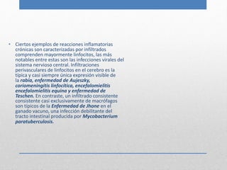 • Ciertos ejemplos de reacciones inflamatorias 
crónicas son caracterizadas por infiltrados 
comprenden mayormente linfocitos, las más 
notables entre estas son las infecciones virales del 
sistema nervioso central. Infiltraciones 
perivasculares de linfocitos en el cerebro es la 
típica y casi siempre única expresión visible de 
la rabia, enfermedad de Aujeszky, 
coriomeningitis linfocítica, encefalomielitis 
encefalomielitis equina y enfermedad de 
Teschen. En contraste, un infiltrado consistente 
consistente casi exclusivamente de macrófagos 
son típicos de la Enfermedad de Jhone en el 
ganado vacuno, una infección debilitante del 
tracto intestinal producida por Mycobacterium 
paratuberculosis. 
 