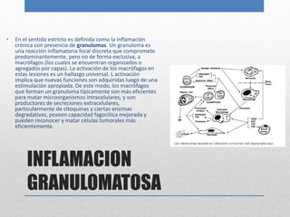 • En el sentido estricto es definida como la inflamación 
crónica con presencia de granulomas. Un granuloma es 
una reacción inflamatoria focal discreta que compromete 
predominantemente, pero no de forma exclusiva, a 
macrófagos (los cuales se encuentran organizados o 
agregados por capas). La activación de los macrófagos en 
estas lesiones es un hallazgo universal. L activación 
implica que nuevas funciones son adquiridas luego de una 
estimulación apropiada. De este modo, los macrófagos 
que forman un granuloma típicamente son más eficientes 
para matar microorganismos intracelulares, y son 
productores de secreciones extracelulares, 
particularmente de citoquinas y ciertas enzimas 
degradativas, poseen capacidad fagocítica mejorada y 
pueden reconocer y matar células tumorales más 
eficientemente. 
INFLAMACION 
GRANULOMATOSA 
 