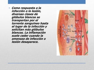 • Como respuesta a la 
infección o la lesión, 
diversas clases de 
glóbulos blancos se 
transportan por el 
torrente sanguíneo hasta 
el lugar de la infección y 
solicitan más glóbulos 
blancos. La inflamación 
suele ceder cuando la 
amenaza de infección o 
lesión desaparece. 
 