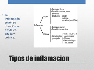 • La 
inflamación 
según su 
duración se 
divide en 
aguda y 
crónica. 
Tipos de inflamacion 
 