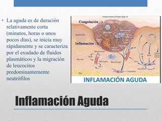 • La aguda es de duración 
relativamente corta 
(minutos, horas o unos 
pocos días), se inicia muy 
rápidamente y se caracteriza 
por el exudado de fluidos 
plasmáticos y la migración 
de leucocitos 
predominantemente 
neutrófilos 
Inflamación Aguda 
 