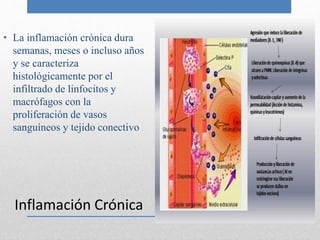 • La inflamación crónica dura 
semanas, meses o incluso años 
y se caracteriza 
histológicamente por el 
infiltrado de linfocitos y 
macrófagos con la 
proliferación de vasos 
sanguíneos y tejido conectivo 
Inflamación Crónica 
 