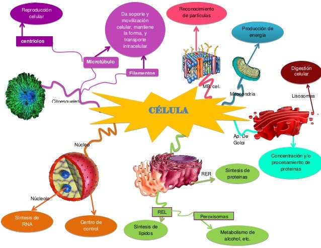 Mapa mental de organelos celulares